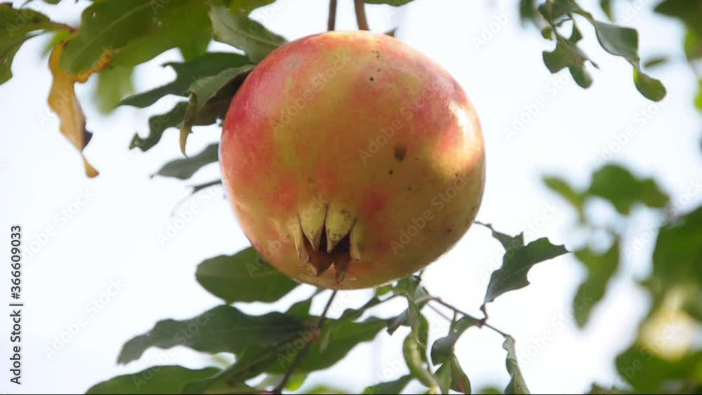 pomegranate on tree pomegranate on tree