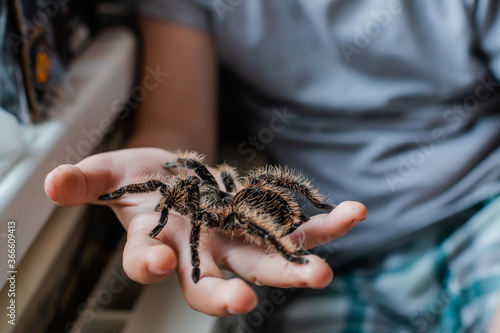 child's hand holding tarantula huge spider. boy plays with Brachypelma albopilosum . Caring for wild arachnids at home. Taking care of pets