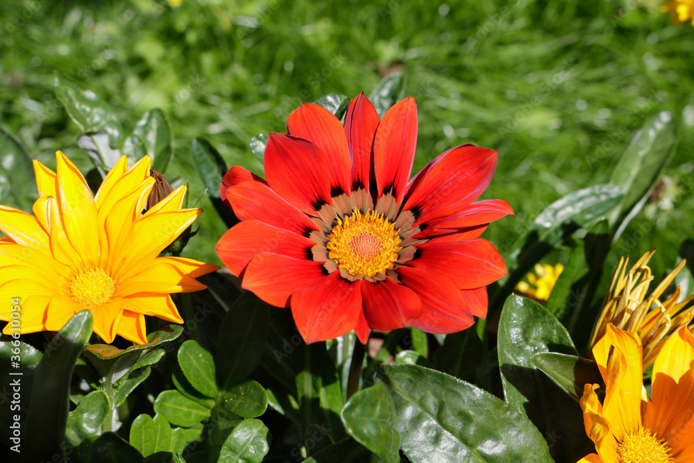 red and yellow gazania flowers red and yellow gazania flowers