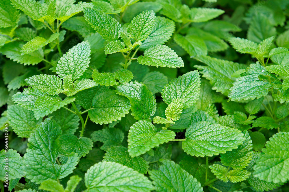 Lemon balm, common balm or balm mint (Melissa officinalis) on garden Lemon balm, common balm or balm mint (Melissa officinalis) on garden