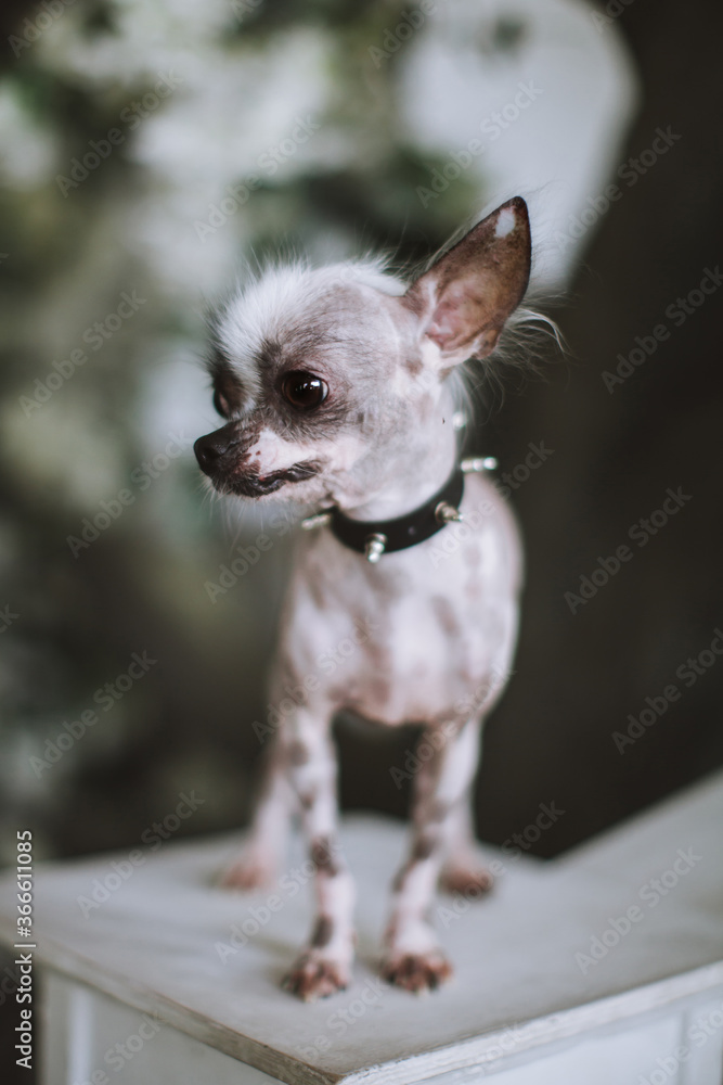 Portrait of peruvian hairless and chihuahua mix dog