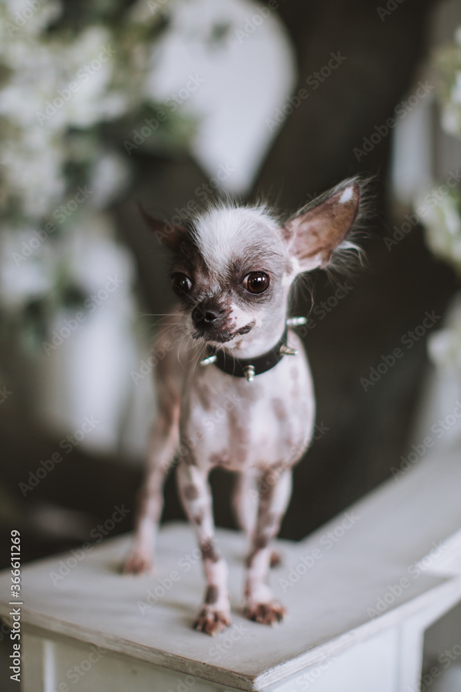 Portrait of peruvian hairless and chihuahua mix dog