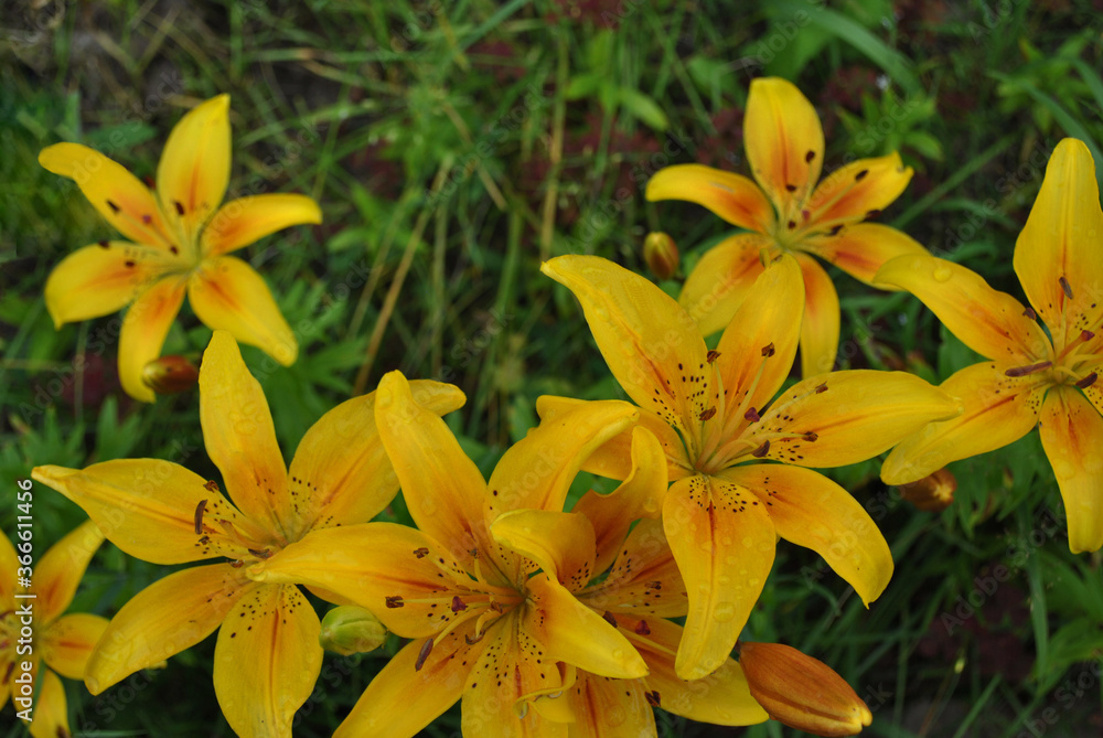 Yellow lily, flowers growing in the summer garden Yellow lily, flowers growing in the summer garden