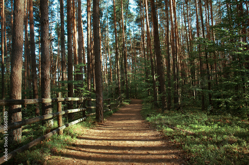 Fototapeta Naklejka Na Ścianę i Meble -  roztocze las 