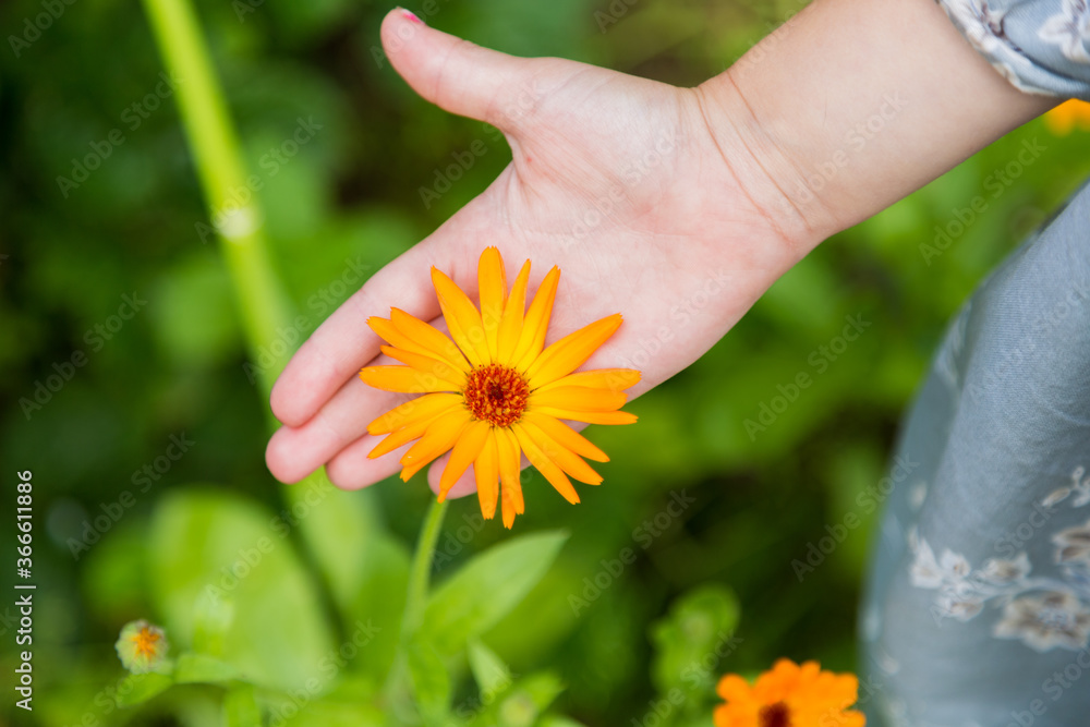 Orange marigold flowers in little girl hands.