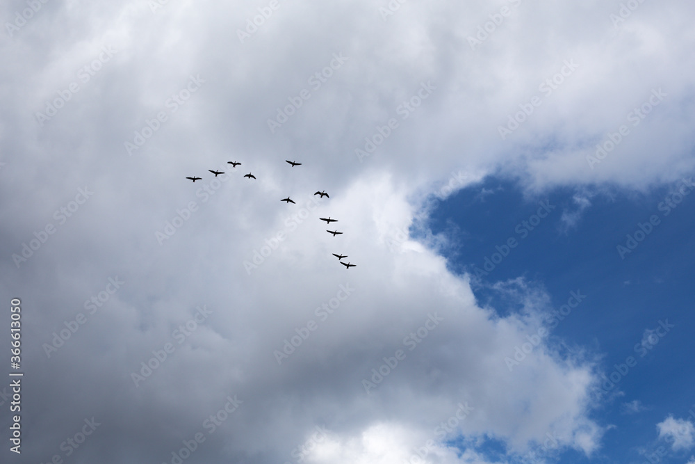 Flying birds on cloudy summer blue sky background