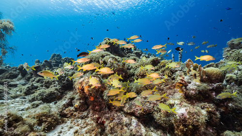 Seascape in turquoise water of coral reef in Caribbean Sea / Curacao with Grunt, coral and sponge