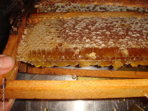 Honey