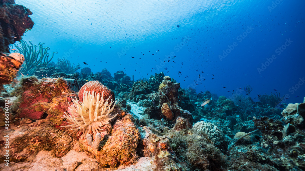 Naklejka premium Seascape in turquoise water of coral reef in Caribbean Sea / Curacao with Sea Anemone, fish, coral and sponge