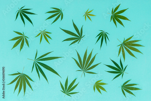 Hemp or cannabis leaf isolated on mint background. Cannabis sativa