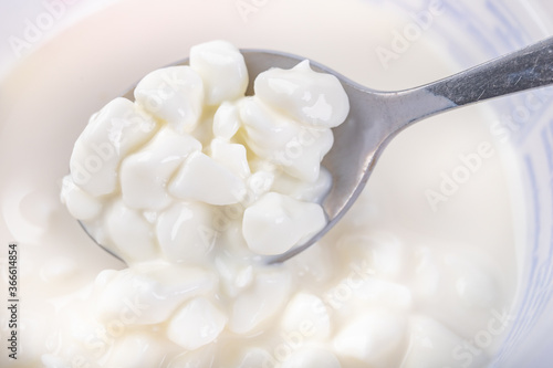 Tableau sur toile Tasty cow's milk cheese. White cottage cheese on a teaspoon.