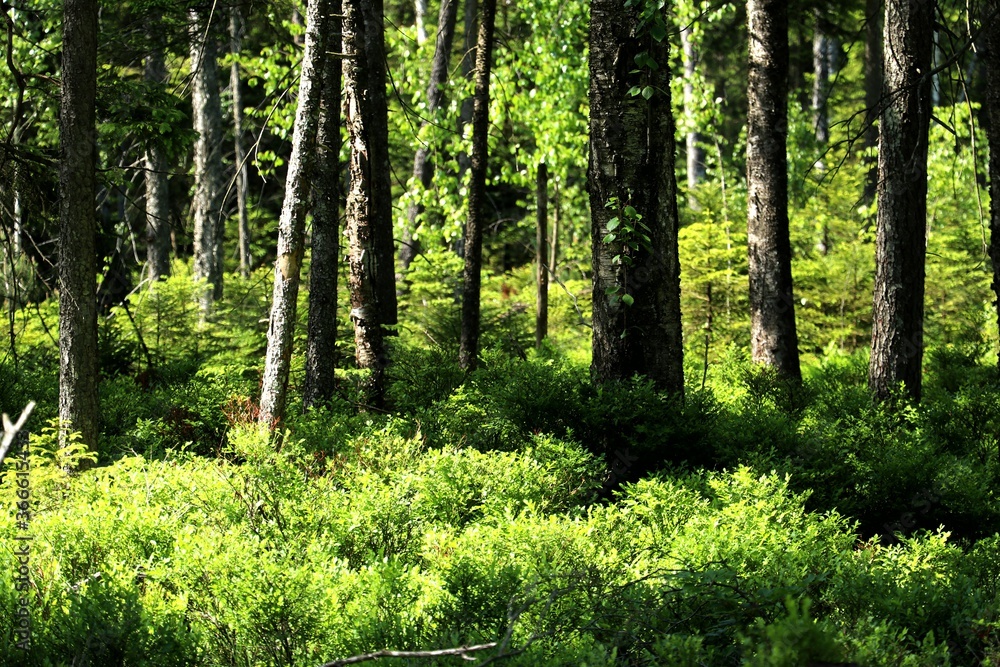 Fototapeta premium forest scenery with green bushes in sun light and brown tree trunks, green leaves