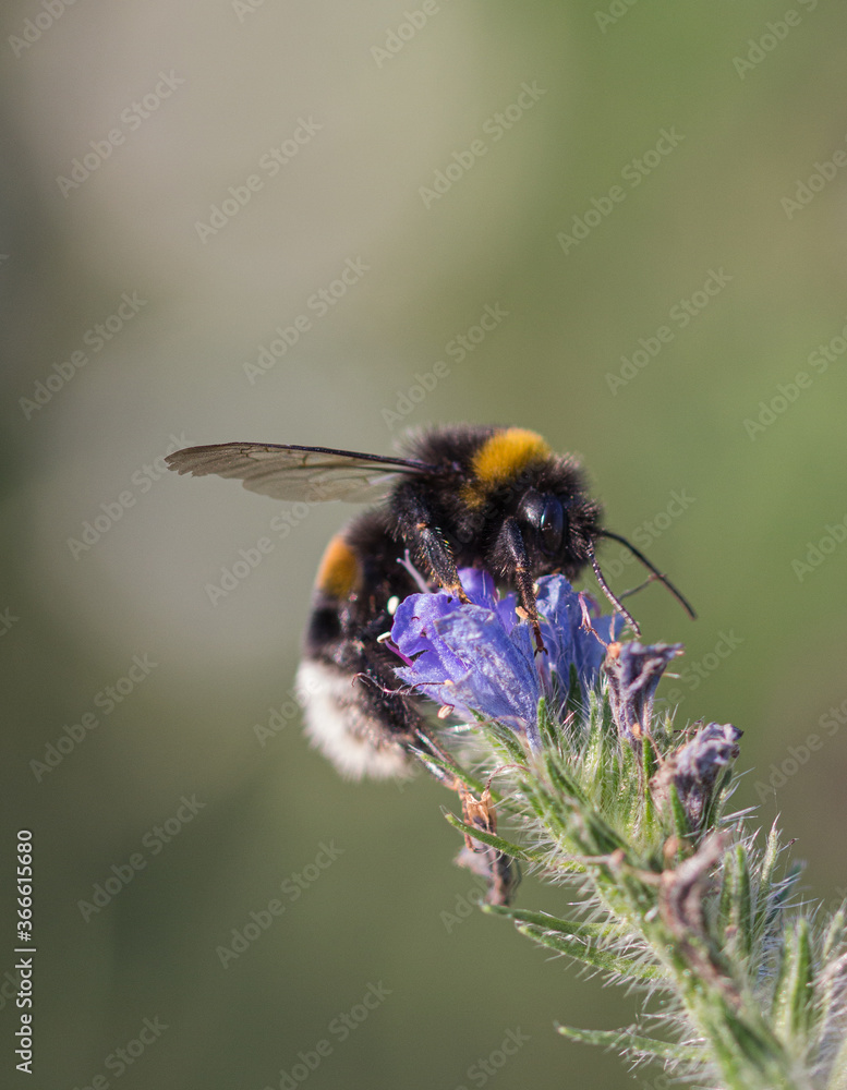 Bumblebee macro on blue flower with green background Bumblebee macro on blue flower with green background