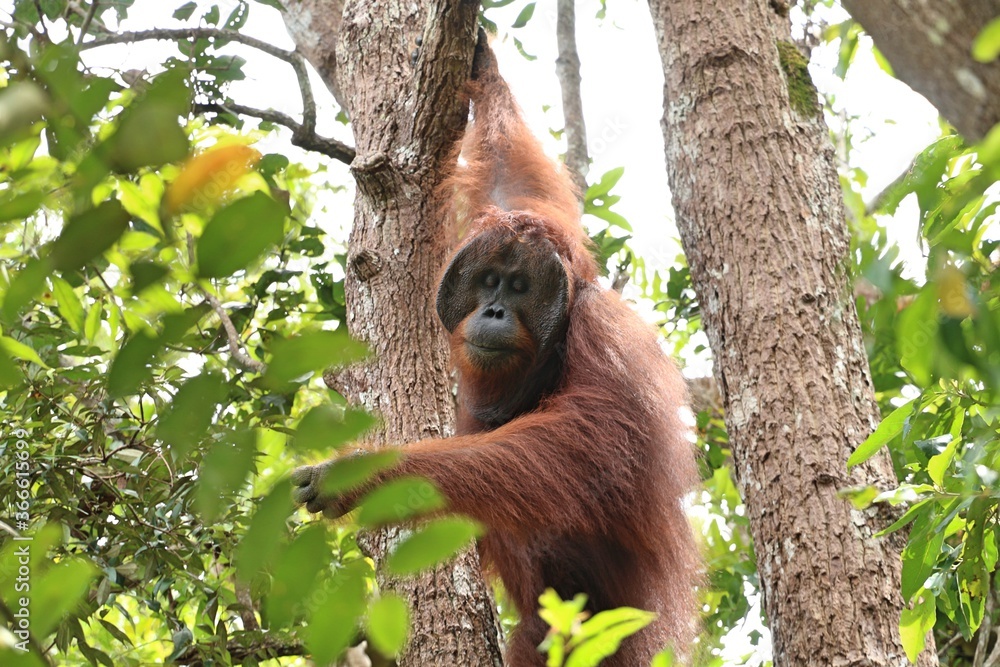 Obraz premium big orang utan male swinging through the rainforest trees