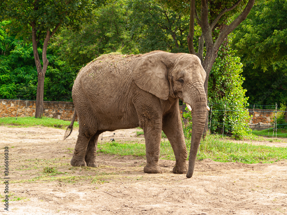 Fototapeta premium Elephant on the paddock at the zoo.