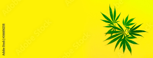 Hemp or cannabis leaf isolated on yellow background. Concept of medical tincture of marijuana. Trendy flat lay minimalism banner