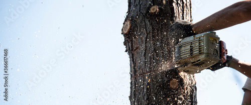 abbattimento di un albero pericolante con sega elettrica  photo