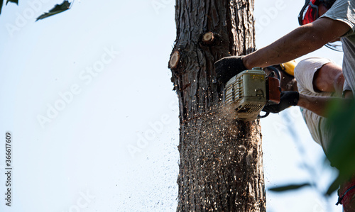abbattimento di un albero pericolante con sega elettrica  photo
