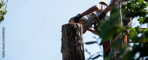 abbattimento di un albero pericolante con sega elettrica  photo