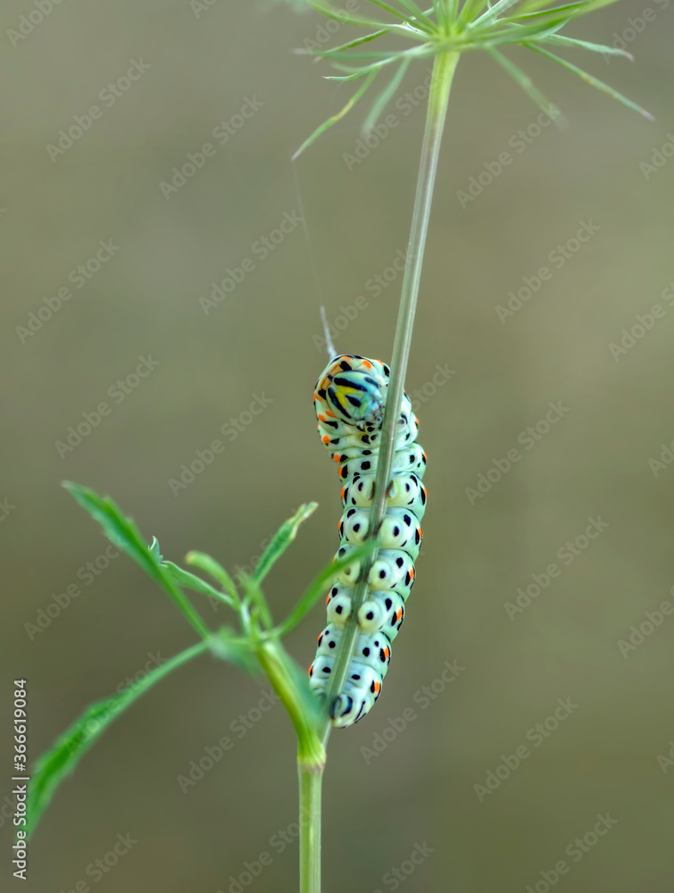 Macro shots, Beautiful nature scene. Close up beautiful caterpillar of butterfly Macro shots, Beautiful nature scene. Close up beautiful caterpillar of butterfly