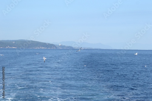 Evia island, Greece - June 28. 2020: Sea gull in a natural environment  © caocao191