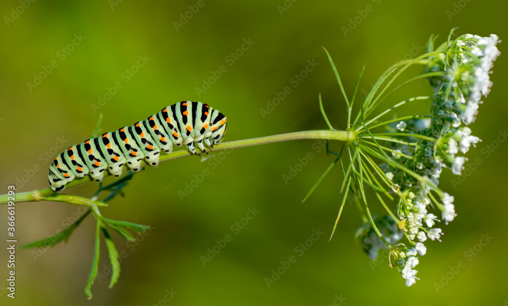 Macro shots, Beautiful nature scene. Close up beautiful caterpillar of butterfly Macro shots, Beautiful nature scene. Close up beautiful caterpillar of butterfly