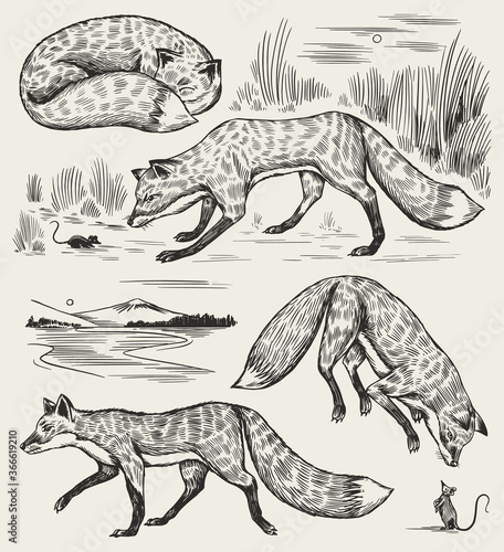 Wild red fox set. Forest ginger animal flying and jumping. Vector Engraved hand drawn Vintage sketch for label or poster.