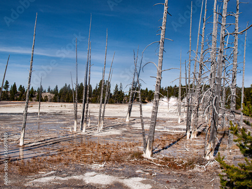Yellowstone Geyser with burnt birch trees and spouts from the geyser in the background