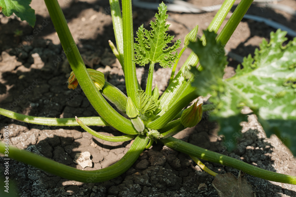Obraz premium small zucchini in the garden in the sun,green zucchini in the garden