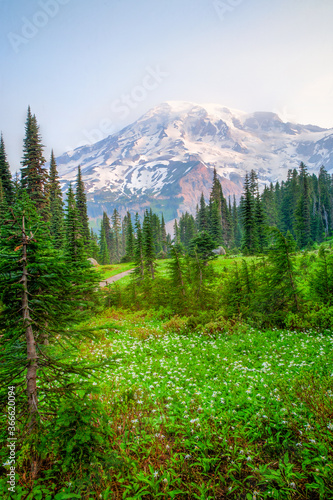 Mt Ranier with a madow and forest forground viewed from a trail just above Parasise Lodge, Ranier National Park, Washington © Bob