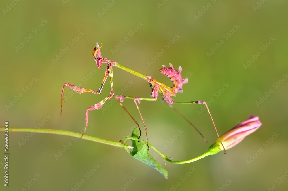 Close up of pair of Beautiful European mantis ( Mantis religiosa ) Close up of pair of Beautiful European mantis ( Mantis religiosa )