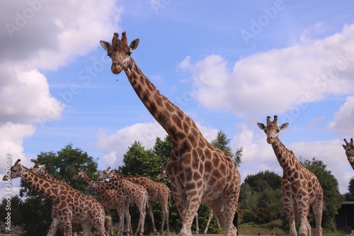 Photography Giraffes in Africa