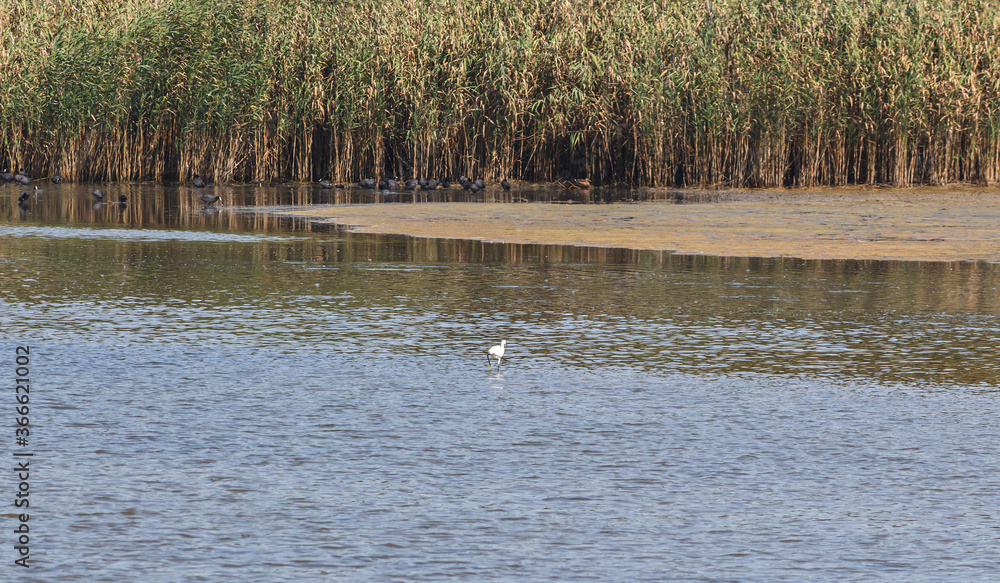 A heron in the middle of a lake, setubal, portugal
