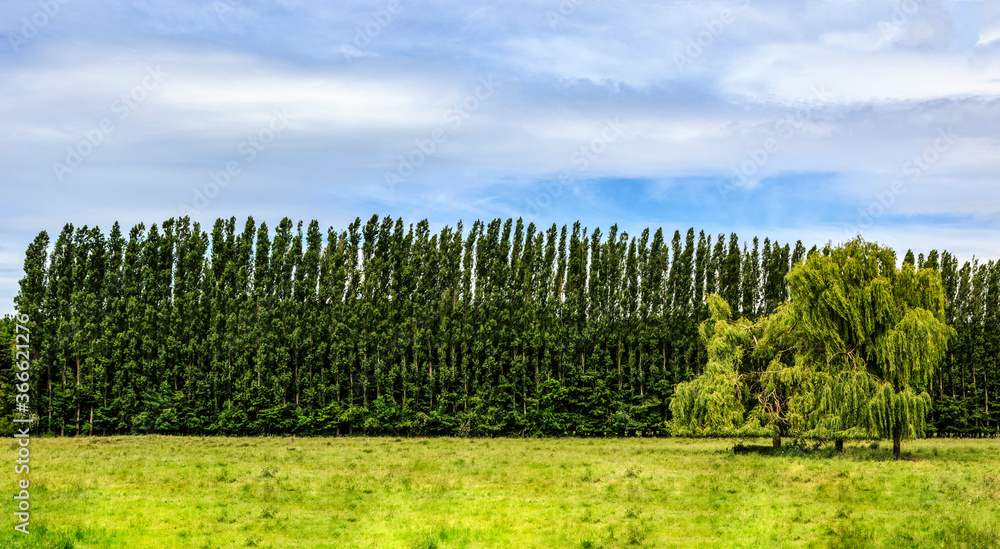 Row of Poplars