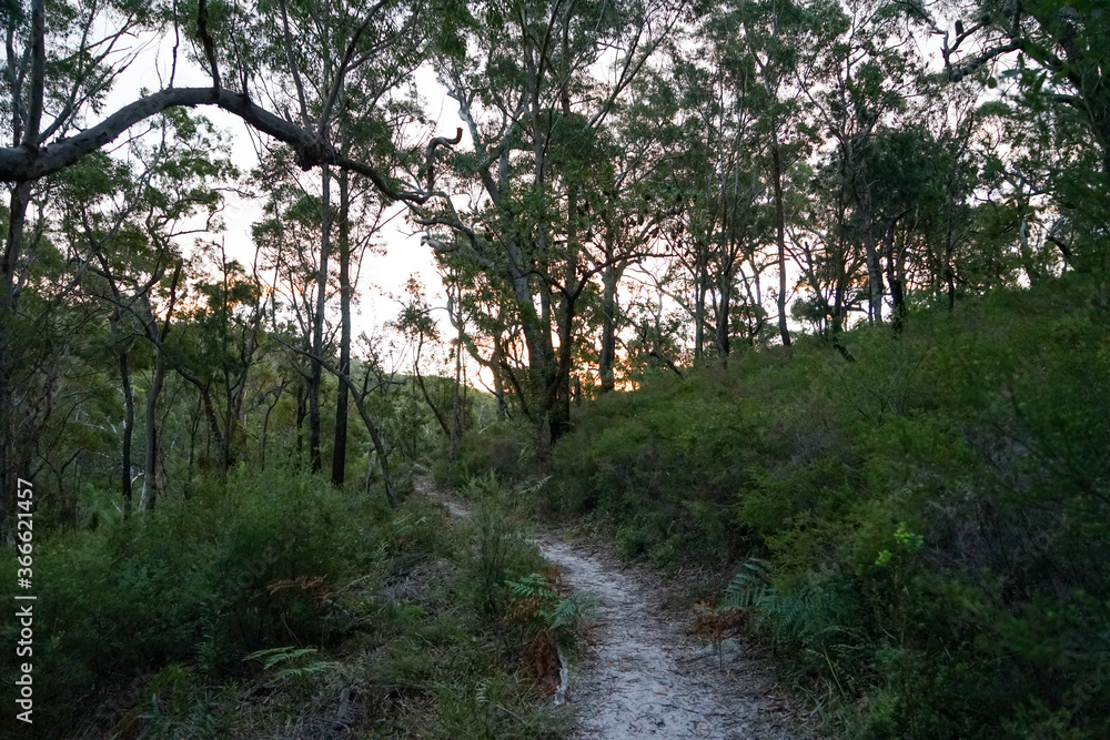 Fototapeta premium Sandy path leading through coastal native bushland, at twilight. North Stradbroke Island, Queensland, Australia.