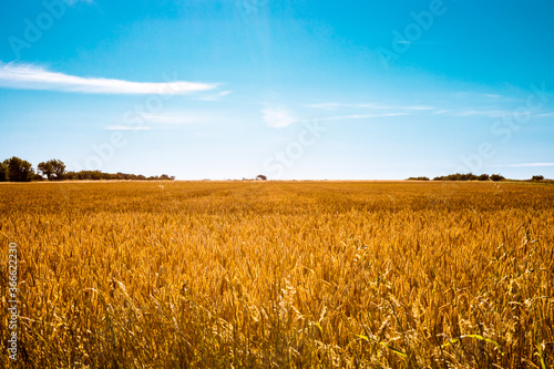 golden wheat field