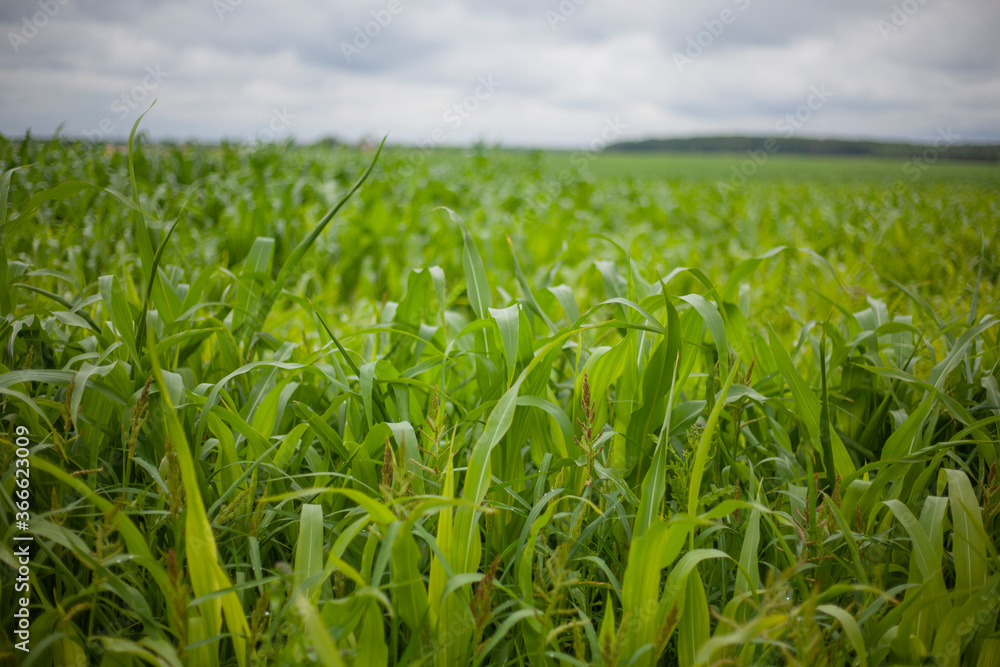 Fototapeta premium Corn field in summer. Agriculture.