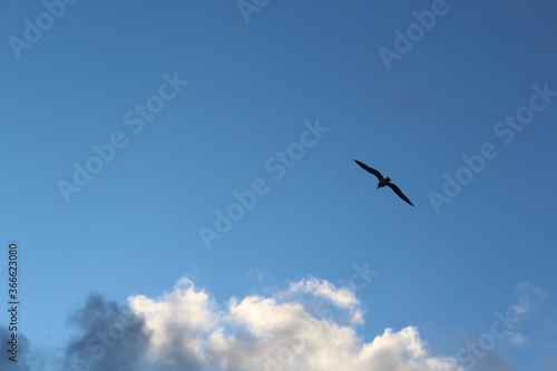 Gull bird In the sky soars © Mistre