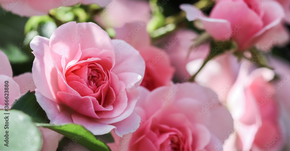 Beautiful pink roses Bonica in the garden. Perfect for background of greeting cards for birthday, Valentine's Day and Mother's Day