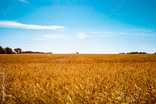 golden wheat field © Ferhat