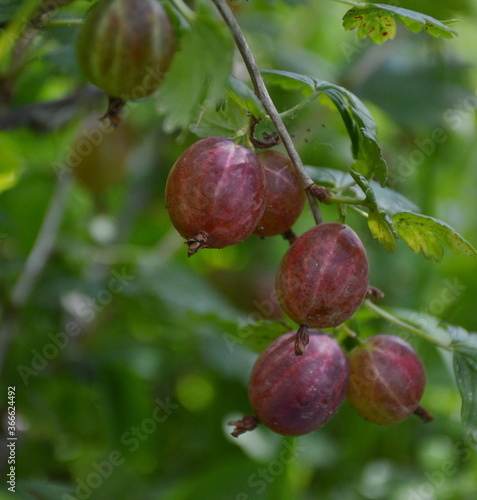 A closeup of a gooseberry branch with ripe red berries, in a garden