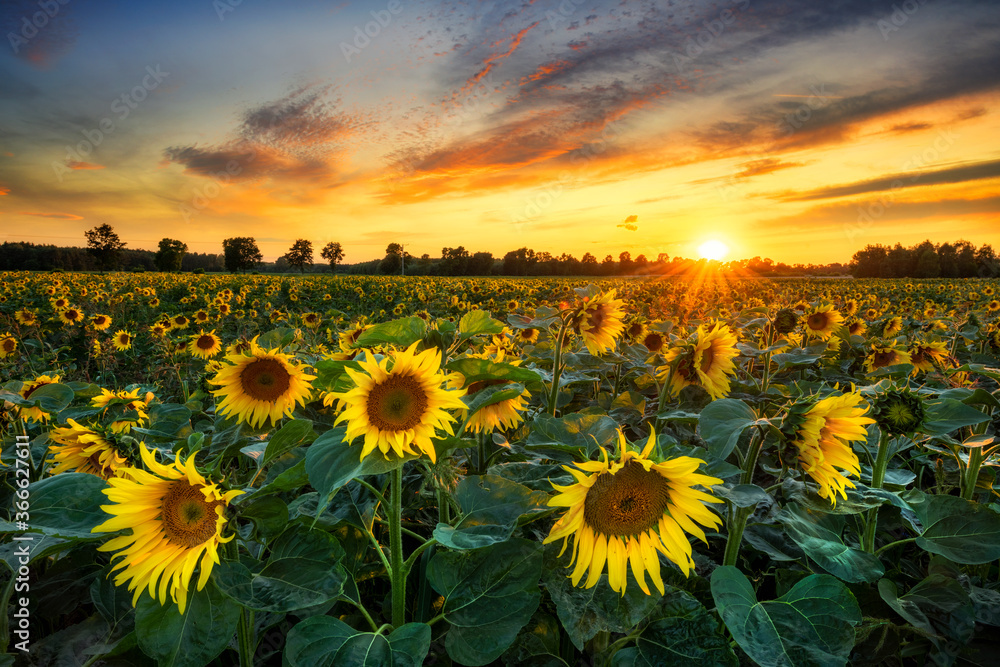 Obraz premium Beautiful sunset over sunflower field