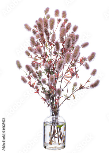 Trifolium arvense (hare's-foot clover or rabbitfoot clover) in a glass vessel on a white background