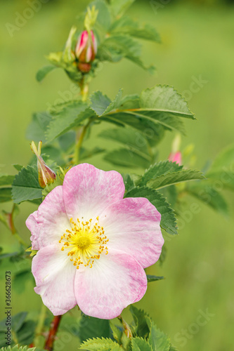 Pink rosehip flower close-up. Wild rose Bush blooms in the spring.