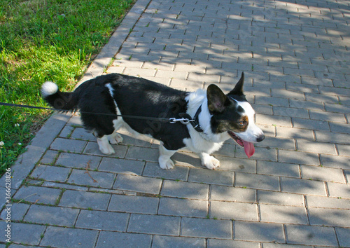 welsh corgi cardigan dog walks in the summer in the park © Ольга Миронова