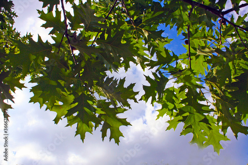 Green leaves of a tree with a blue sky and some clouds background in a sunny summer day