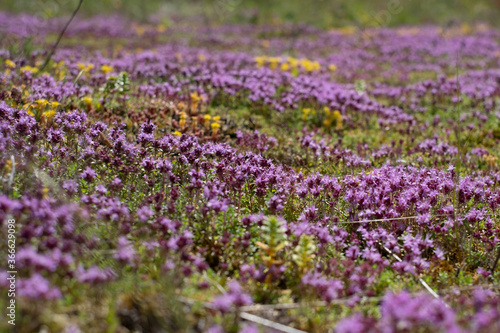 Beautiful cluster of lilac wild thyme