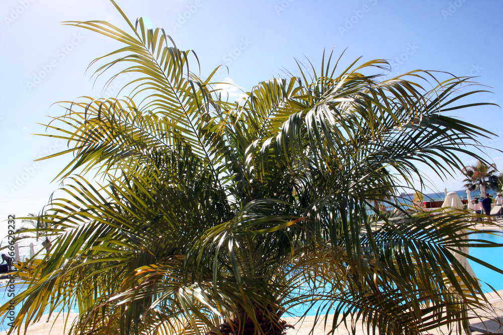 Palms and sea in Limassol, Cyprus Palms and sea in Limassol, Cyprus