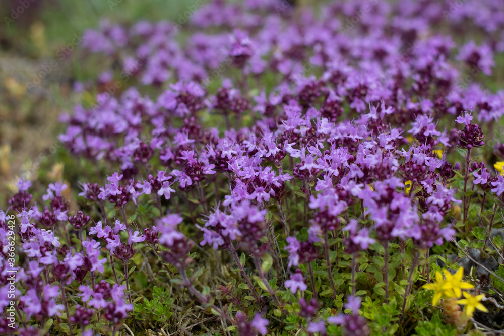 Obraz premium Beautiful cluster of lilac wild thyme