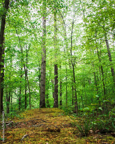 footpath in the woods